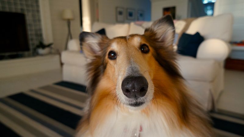 Rough Collie
