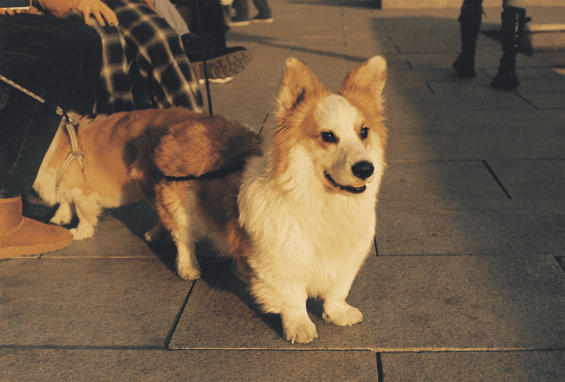 12 tricolor dogs with markings that look almost deliberately painted 5 Pembroke Welsh Corgi: Tiny Legs, Carefully Placed Color