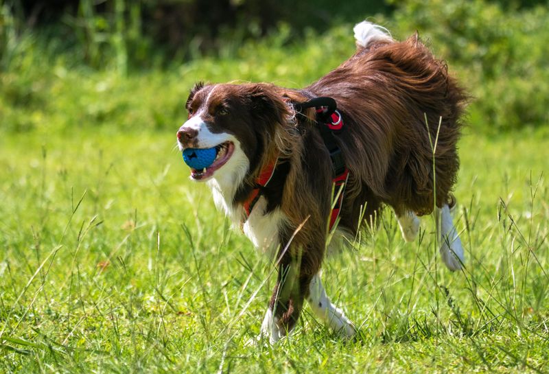 10 dog breeds that can struggle even in loving homes - plus 3 that adapt to almost any routine 4 Border Collie