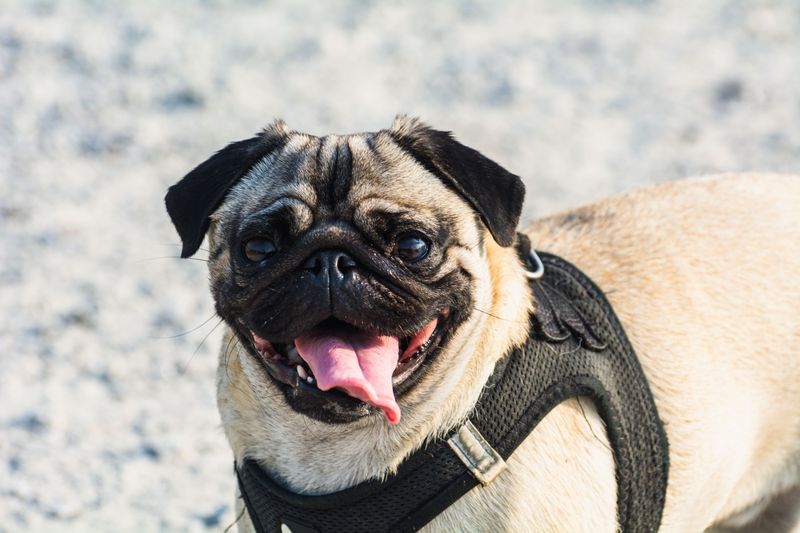 One harness doesn't fit every dog - and these breeds are a perfect example 6 Pug