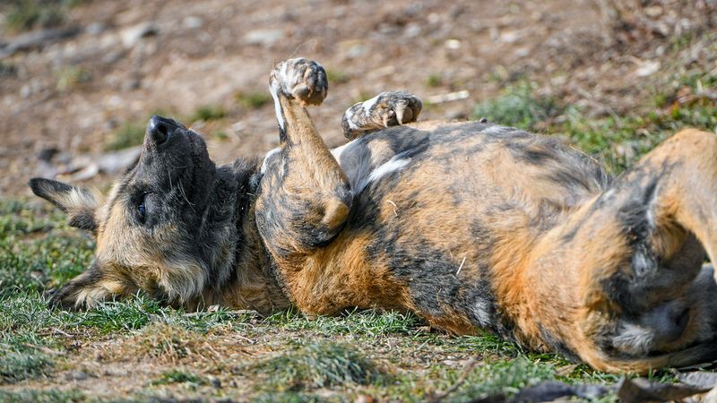 14 Easy Dog Tricks That Are Fun for Both of You 10 Roll Over