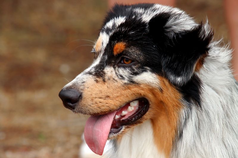 14 dog breeds that form such intense bonds they struggle when you're not around, plus 5 more that hate being left alone 6 Australian Shepherd