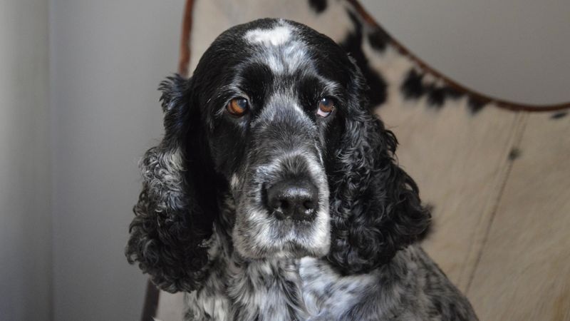 12 breeds whose loyalty becomes obvious in the quiet routines of everyday life 11 English Cocker Spaniel: The Soulful Greeter