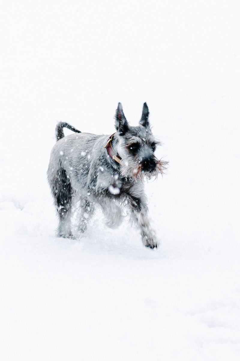 They'll happily share your day - but these dog breeds don't need to control every minute of it 6 Standard Schnauzer