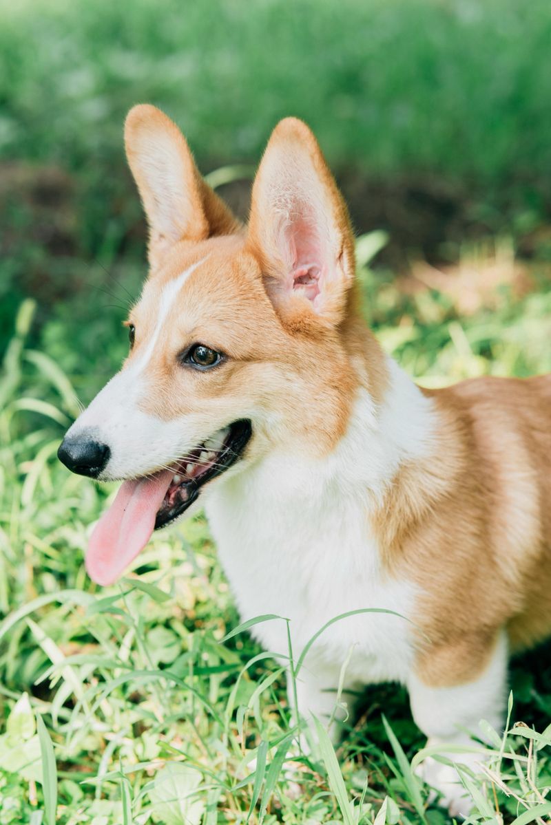 Welsh Corgi (Pembroke)