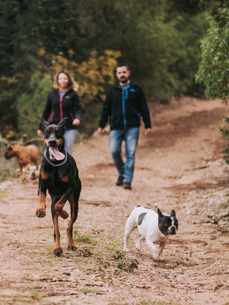 Comparing your dog to others