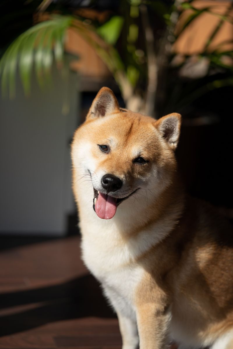 Some dogs want to participate in absolutely everything - These breeds are often better at giving you breathing room 2 Shiba Inu