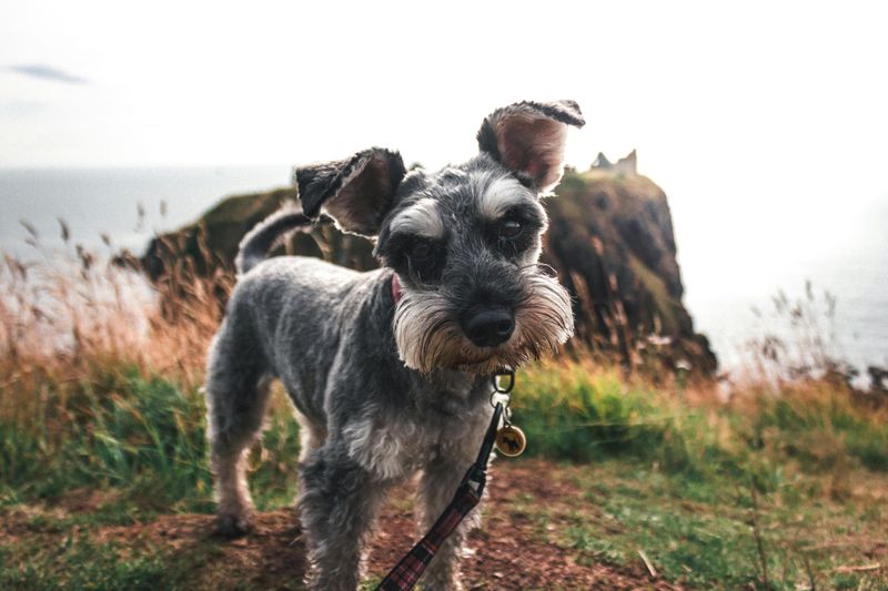 Miniature Schnauzer