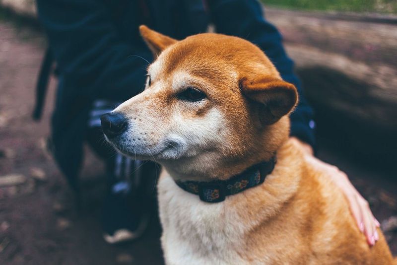 They protect their reputation in public - then unleash the chaos the moment nobody important is watching 9 Shiba Inu