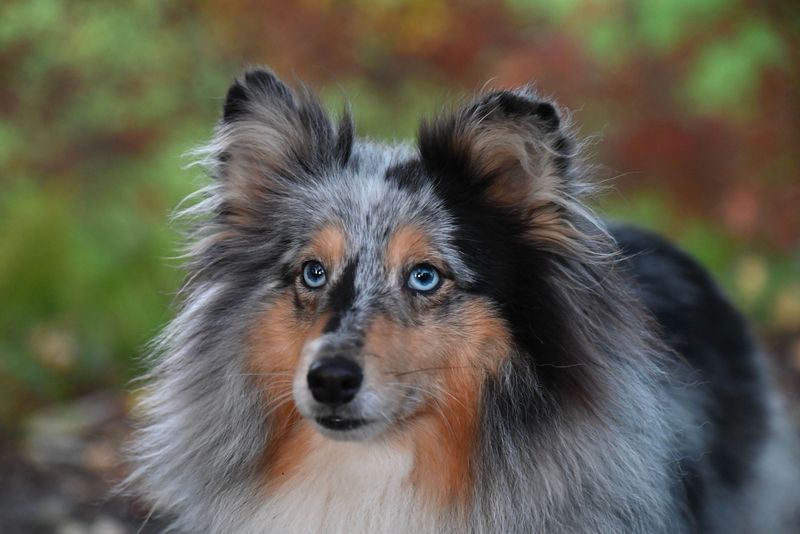 A full bowl and a long walk can solve a lot - Just not everything these dogs need 11 Shetland Sheepdog - bright and tender