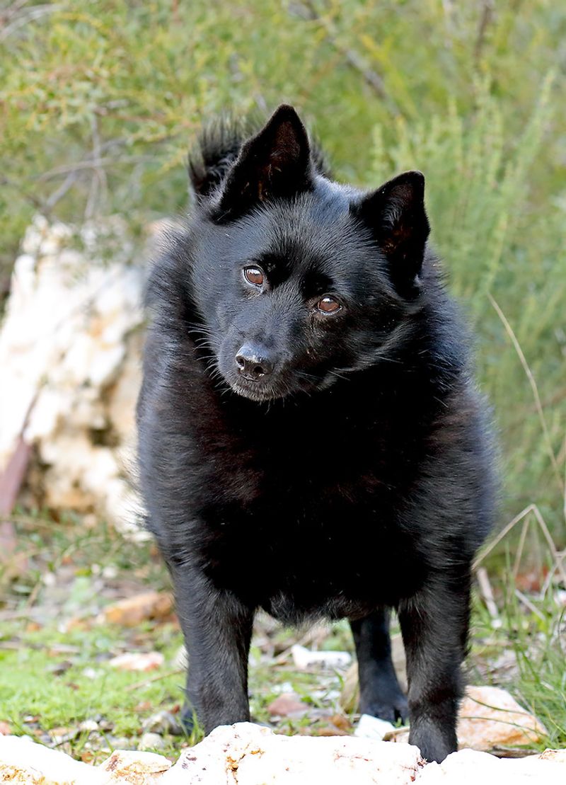 Schipperke