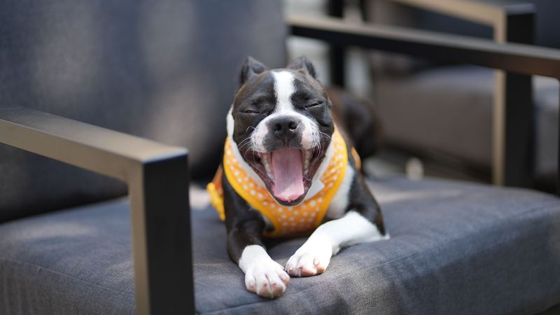 Cancel the entertainment - These dog breeds can turn an ordinary Tuesday into a comedy show 6 Boston Terrier