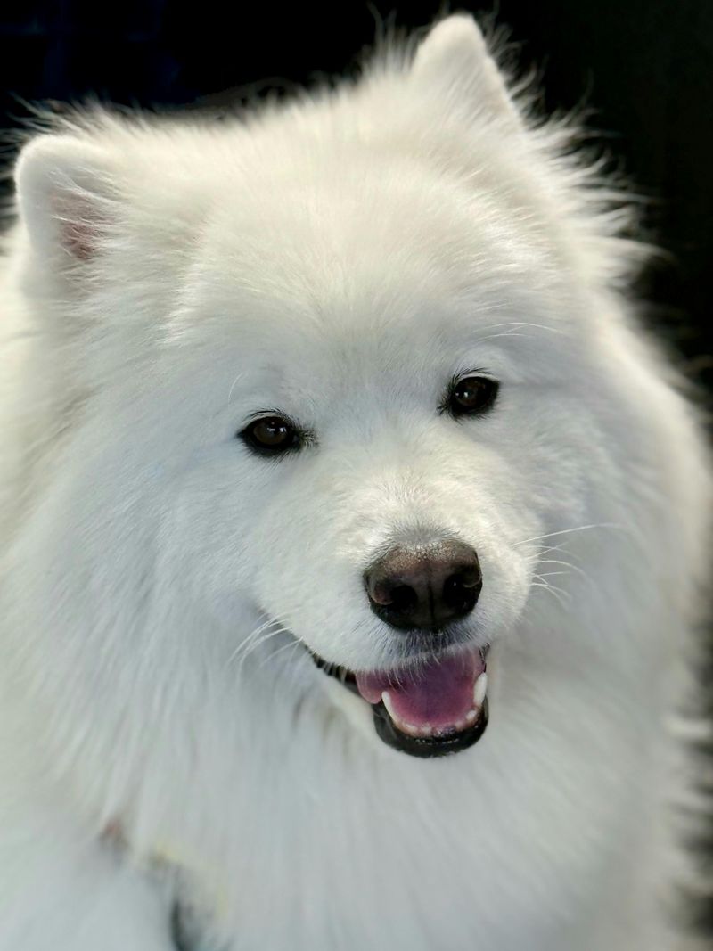 Samoyed