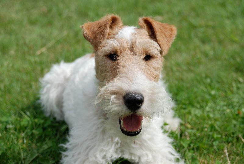 The dog your grandparents grew up with may be cooler than the breed filling your social feed 11 Fox Terrier