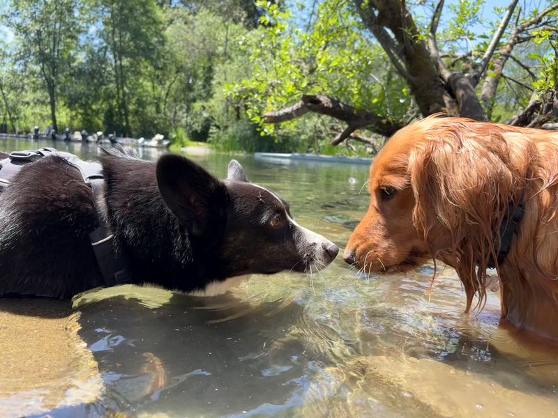 Marymoor Off-Leash Dog Park - Redmond, Washington