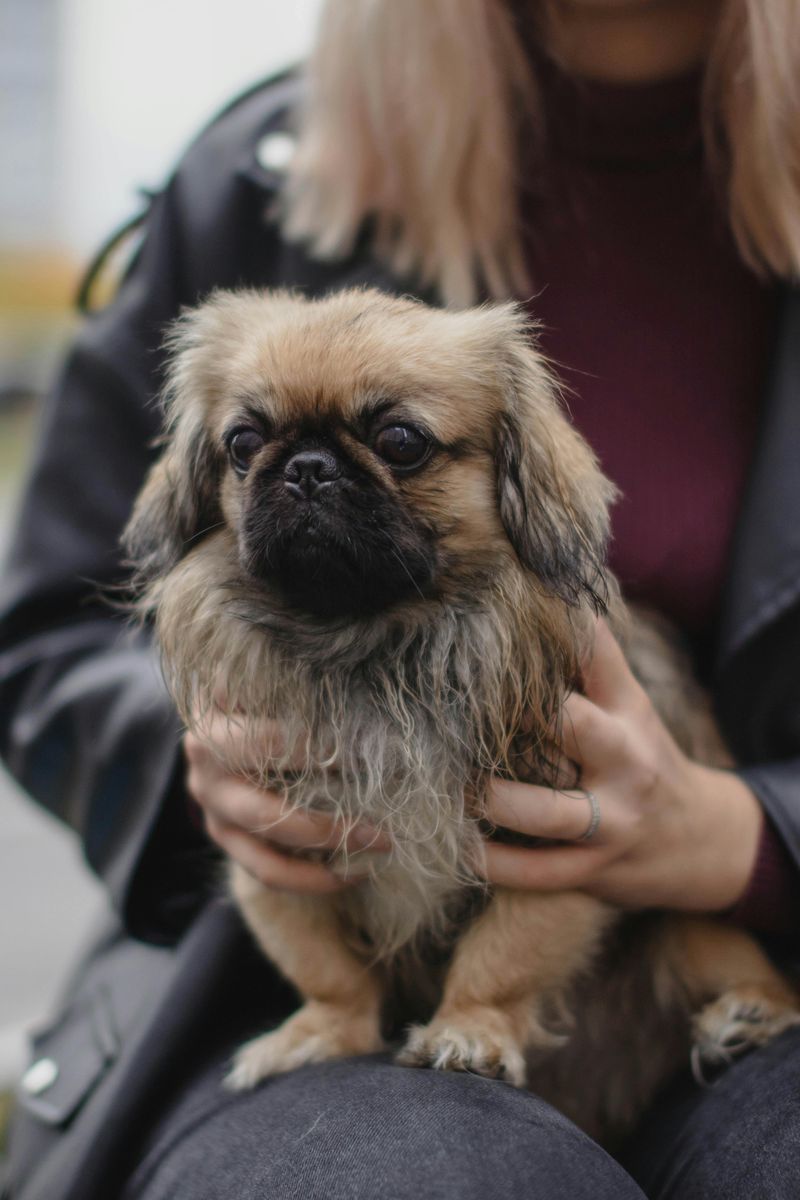 Pekingese