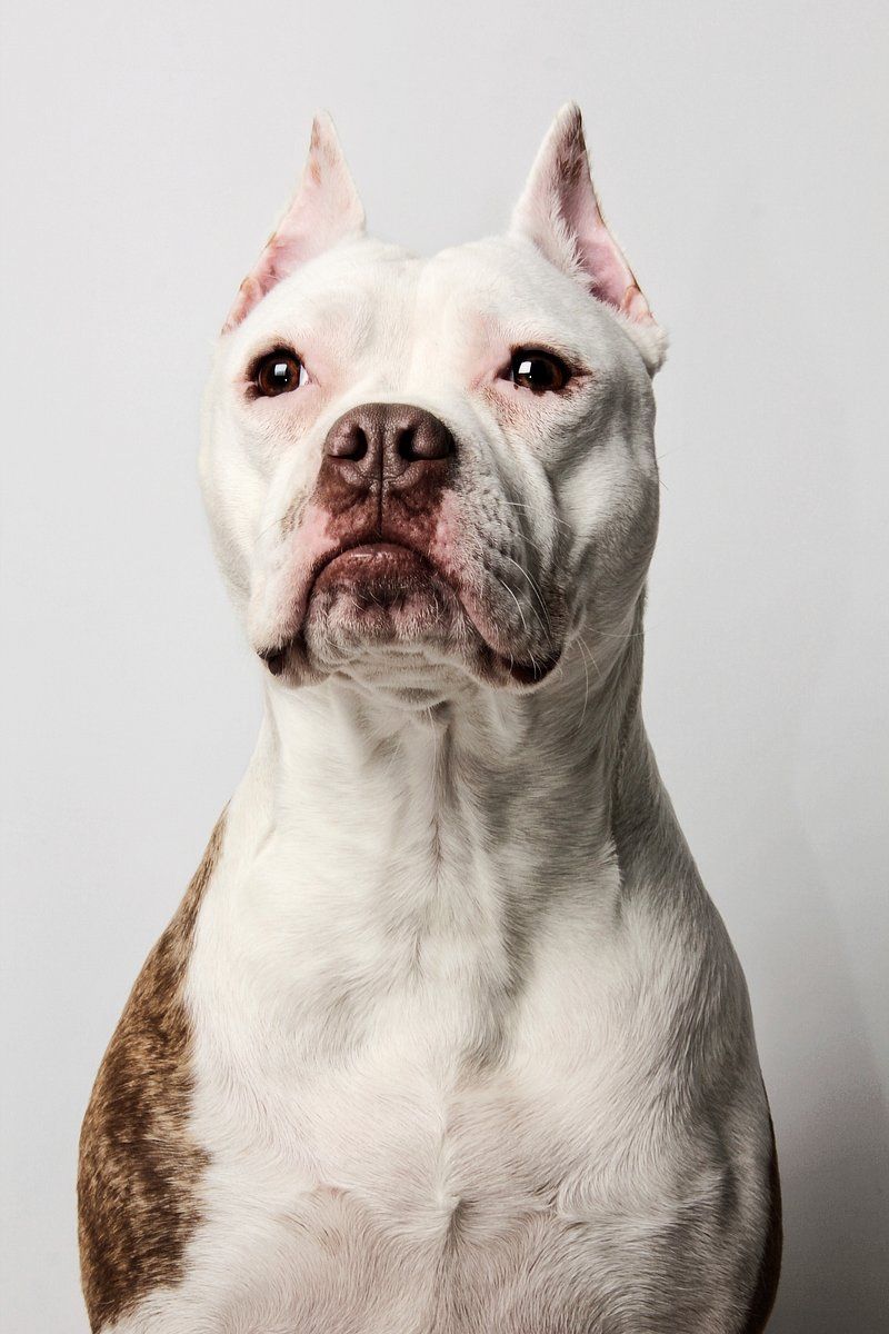 Pit Bull Terrier