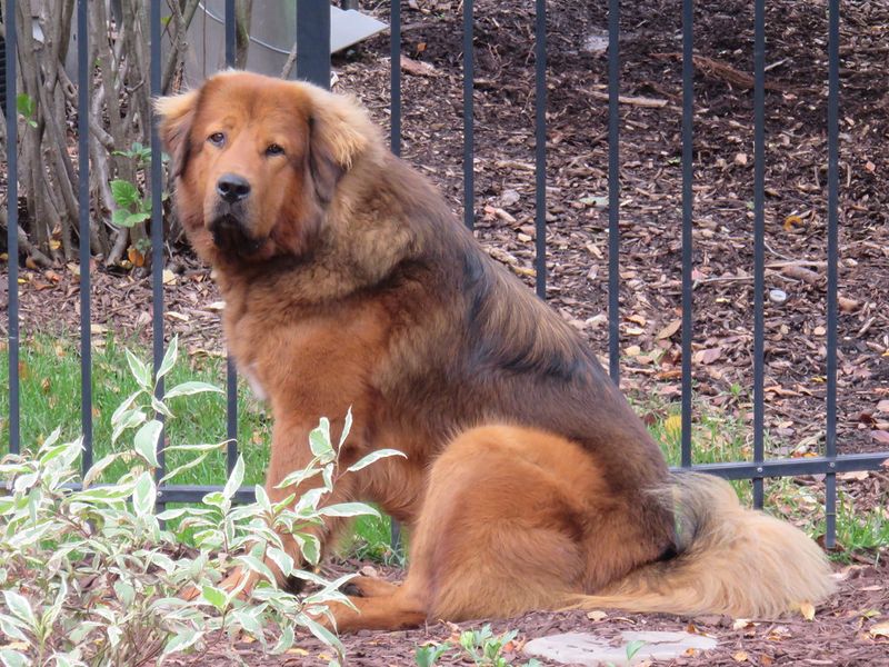 Tibetan Mastiff