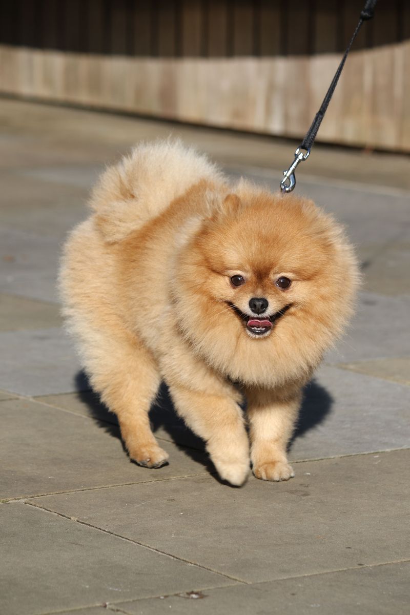 These dog breeds are finding their place in the lives of younger city owners 13 Pomeranian - fluffy energy in a fun-size package