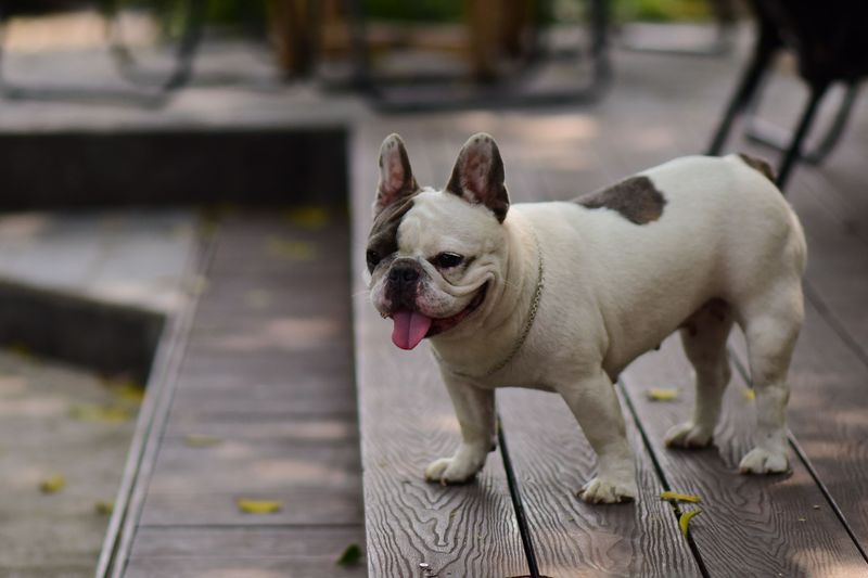 If you want a dog without opinions, these breeds may be the wrong place to look 2 French Bulldog