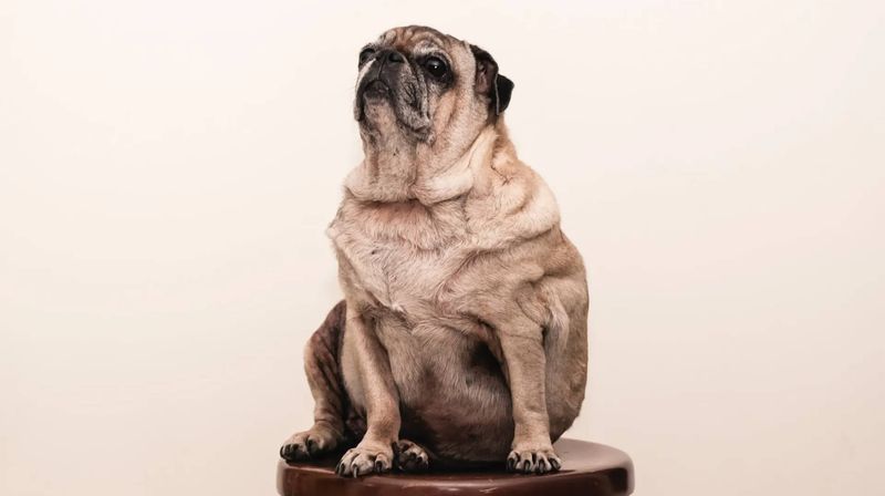 These 11 feeding habits quietly damage your dog's digestion over time 2 Overfeeding portions
