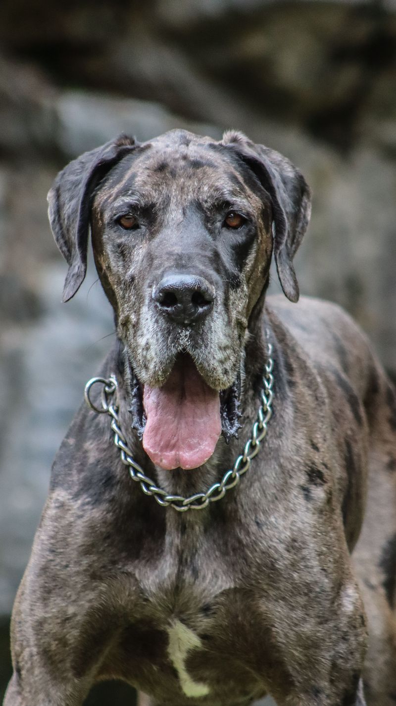 If peaceful days sound better than nonstop activity, these dog breeds deserve a closer look 7 Great Dane