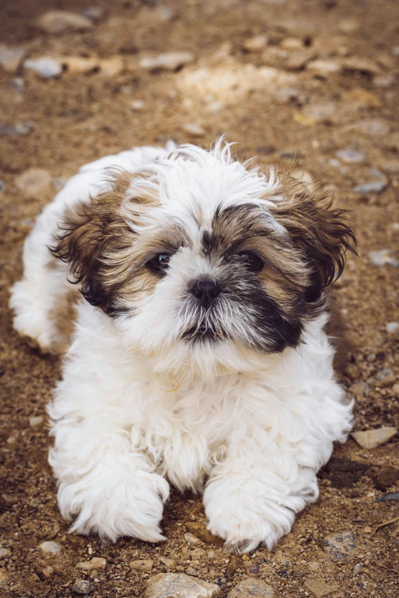 11 low-drama dog breeds that bring calm instead of constant stress 9 Shih Tzu