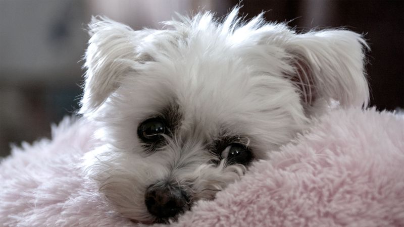 Some dogs want space when it's time to sleep - These breeds may keep moving closer instead 6 Maltese