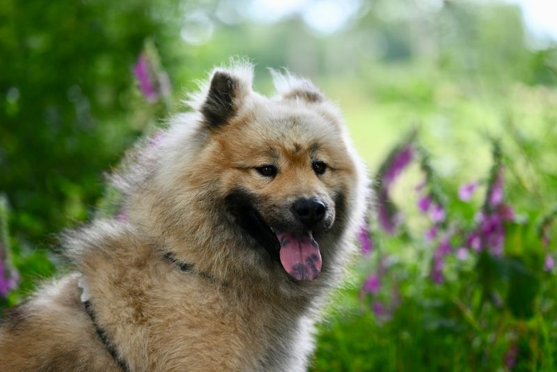 Eurasier