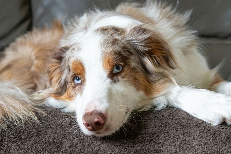 Australian Shepherd