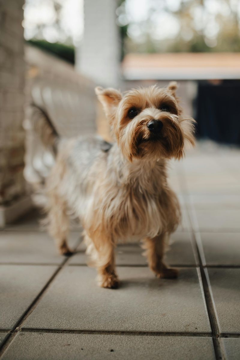 These 12 dogs bark so much owners sometimes feel like they’re living with alarms 10 Yorkshire Terrier