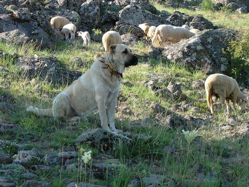 Kangal