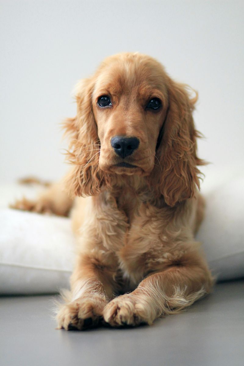 12 gentle dogs that bring emotional warmth into every home they enter 11 Cocker Spaniel