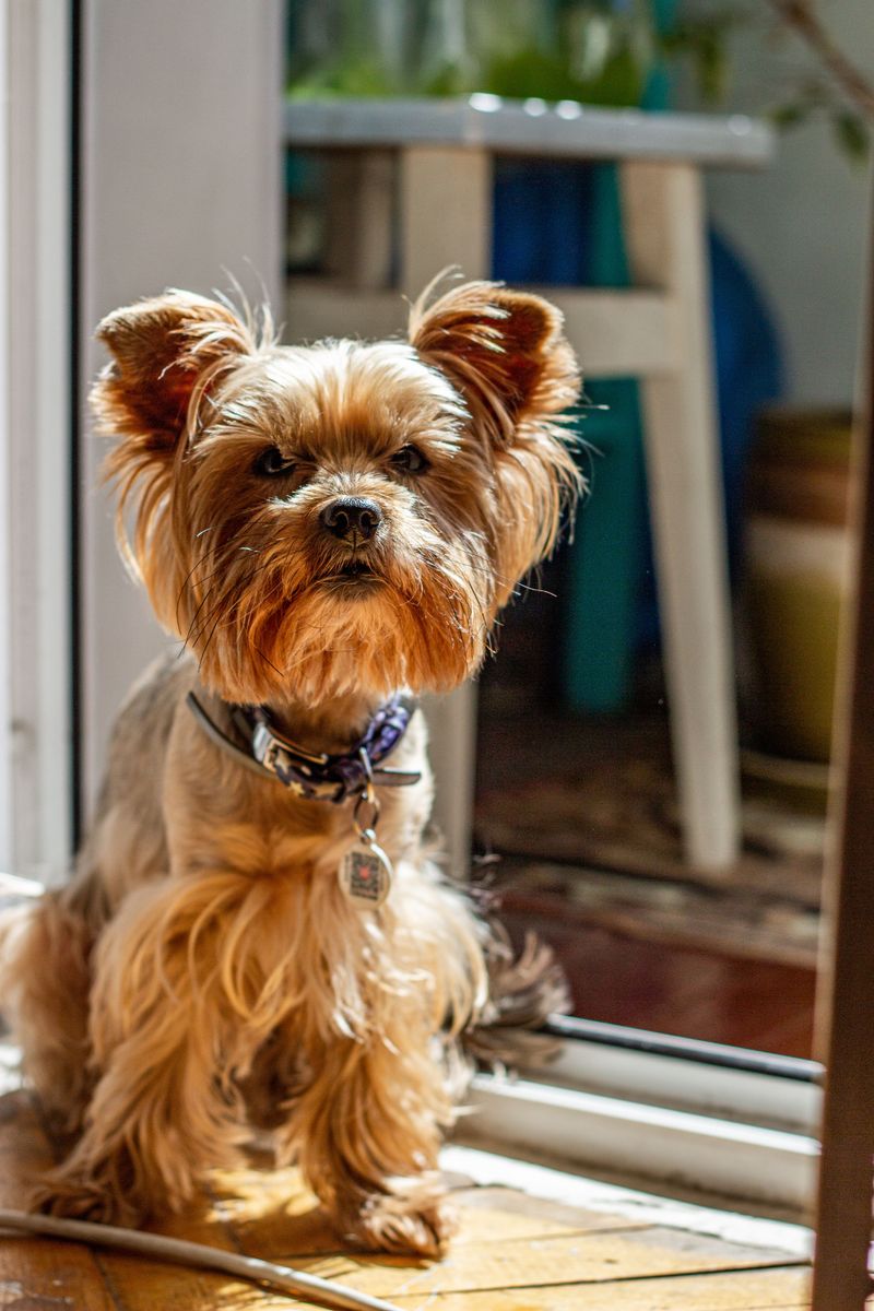 10 dogs that treat the front window like a second television - except they're also watching the audience 5 Yorkshire Terrier - the Tiny Doorman