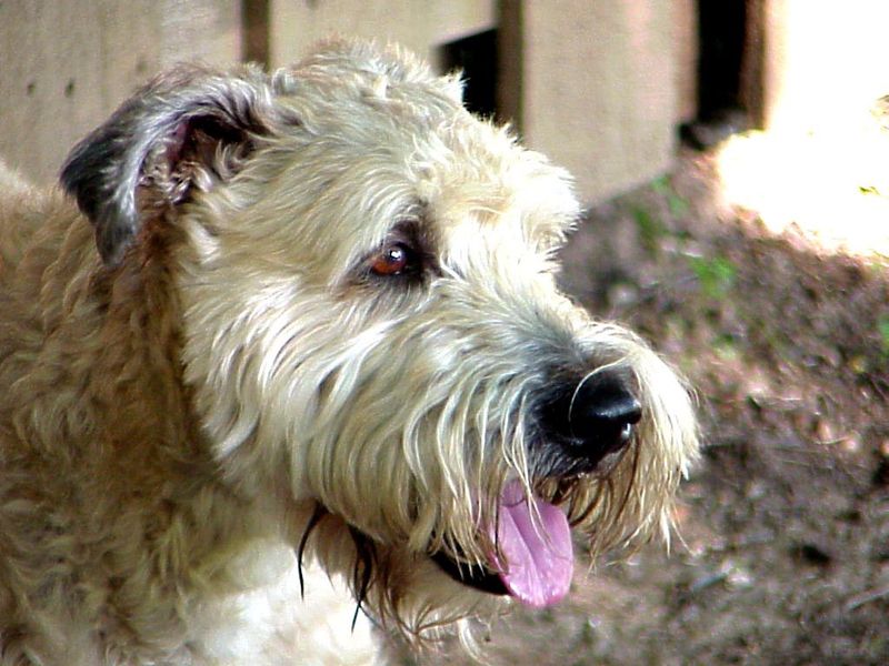 Soft Coated Wheaten Terrier