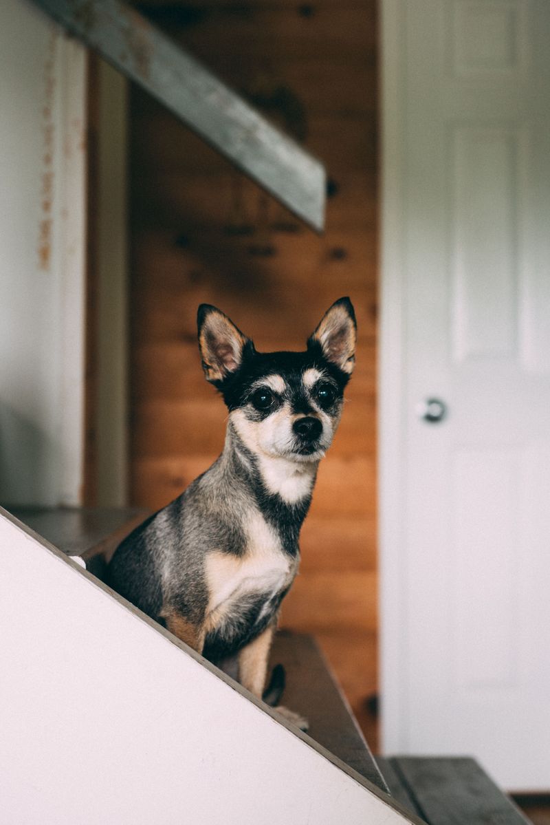 11 dogs that can make one family member feel like royalty - plus 2 that prefer loving the whole household 2 Chihuahua