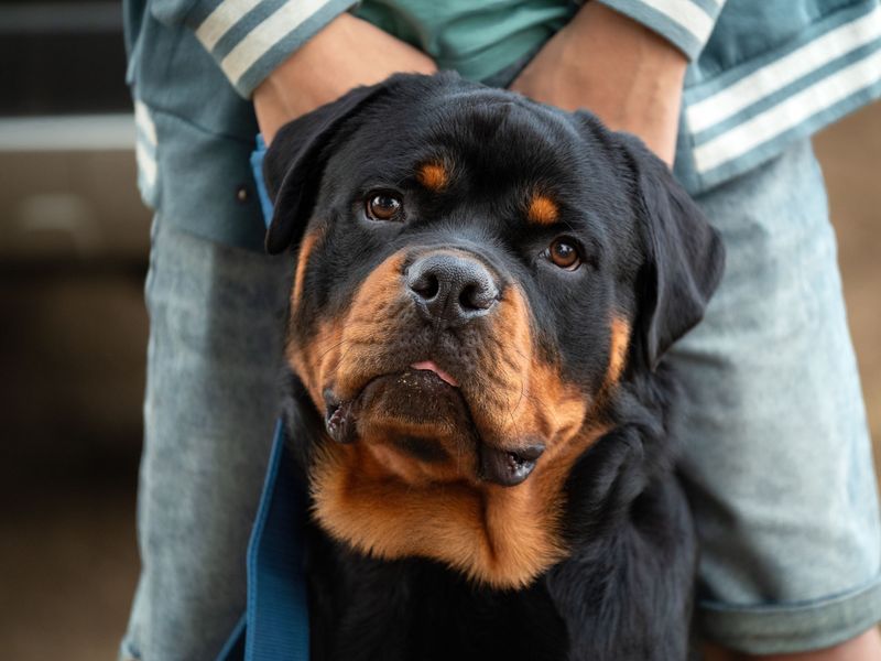 Rottweiler