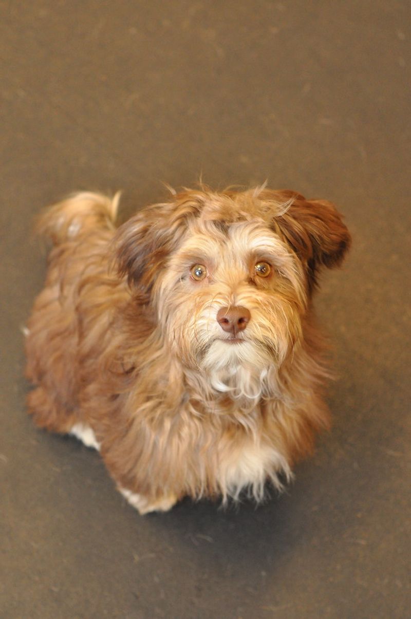 Some dog breeds seem made for the joyful chaos of family life 8 Havanese
