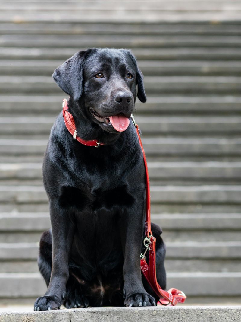14 dog breeds that feel safest with one confident owner leading 2 Labrador Retriever