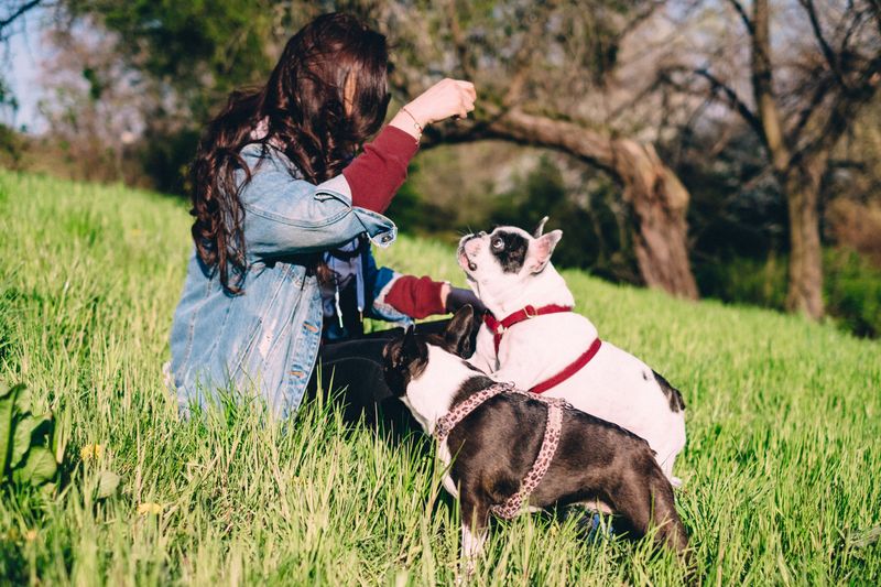 12 dog breeds that may do almost anything for a treat - and 3 that make you work harder for their attention 13 French Bulldog