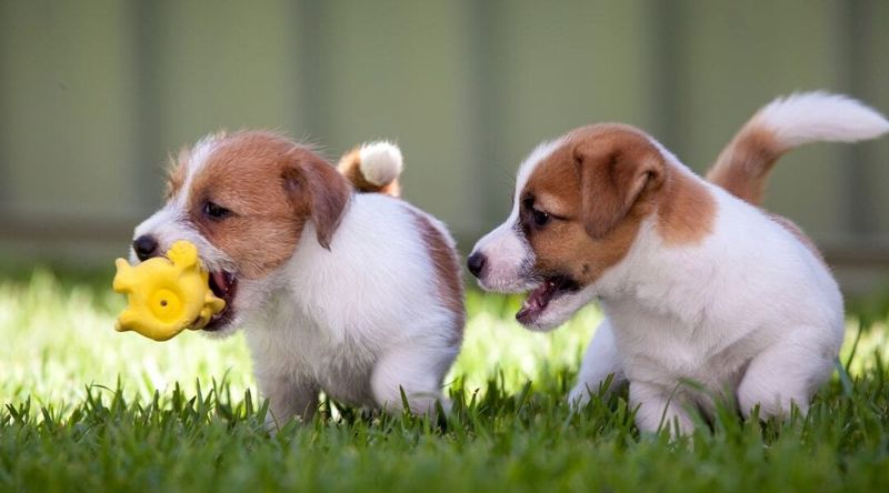 Poor socialization early in life