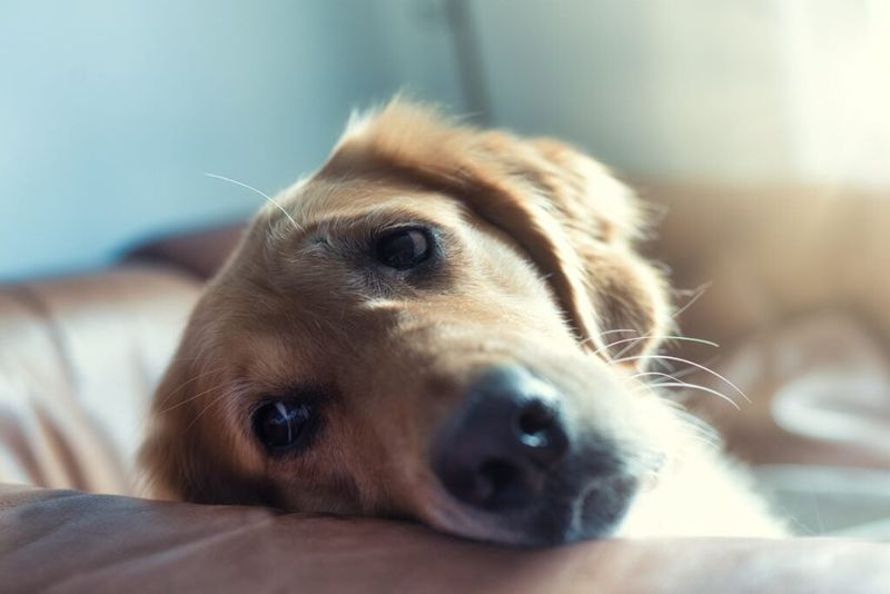 10 Golden Retriever truths owners wish they knew before bringing one home 5 They can become destructive when bored