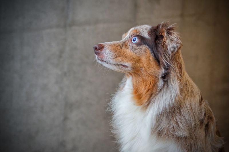 Living with these dog breeds often teaches owners to communicate more thoughtfully 10 Australian Shepherd