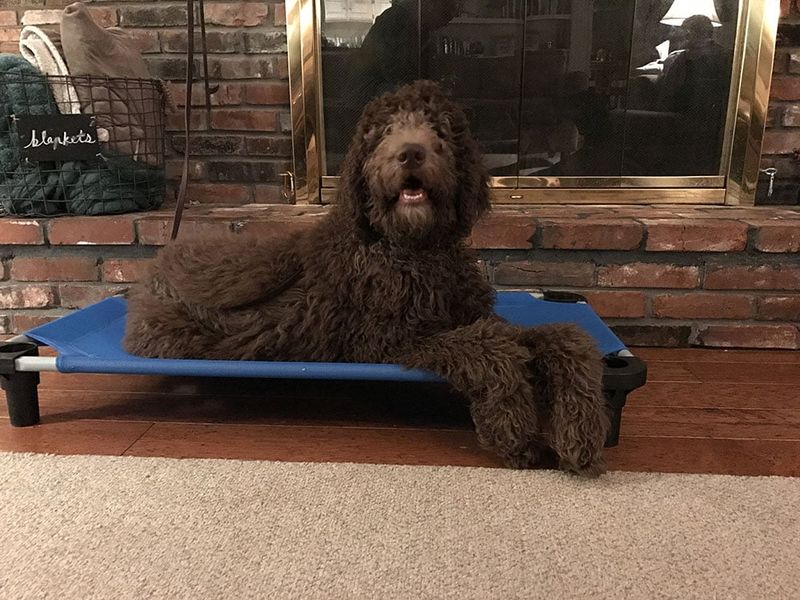 Many “Behavior Problems” Start Here - 10 Daily Mistakes Owners Don’t Notice 9 Interrupting calm behavior