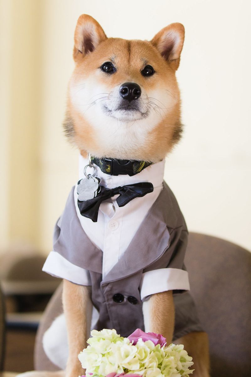 Patience often reveals the very best qualities these dog breeds have to offer 3 Shiba Inu