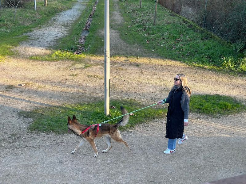 Before trying something complicated, change these everyday habits instead 5 Let your dog sniff during walks