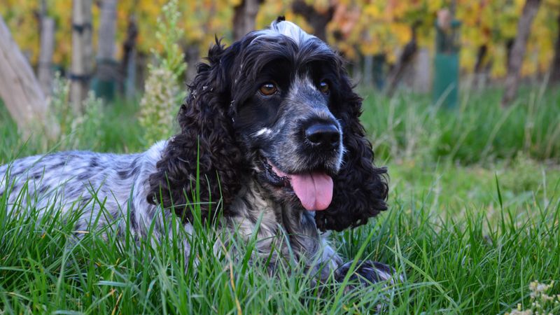 You may be retired, but these dog breeds have no intention of letting your walking shoes retire too 6 English Cocker Spaniel
