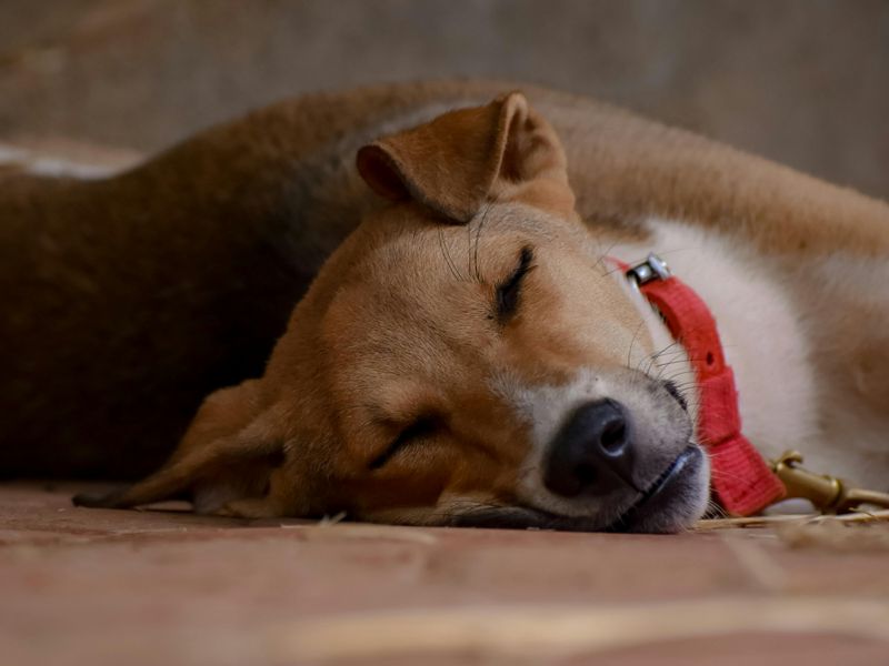 11 beautiful signs your adopted dog no longer feels abandoned or afraid 12 Resting without fear