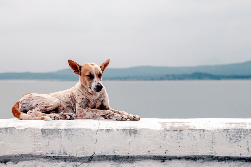 The rehoming story often starts long before the dog leaves - With expectations that were never realistic 10 Australian Cattle Dog - Grit with a plan