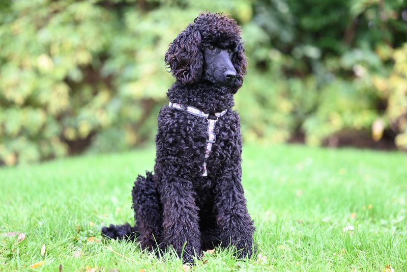 Too much excitement can quickly overwhelm these thoughtful companions 7 Standard Poodle